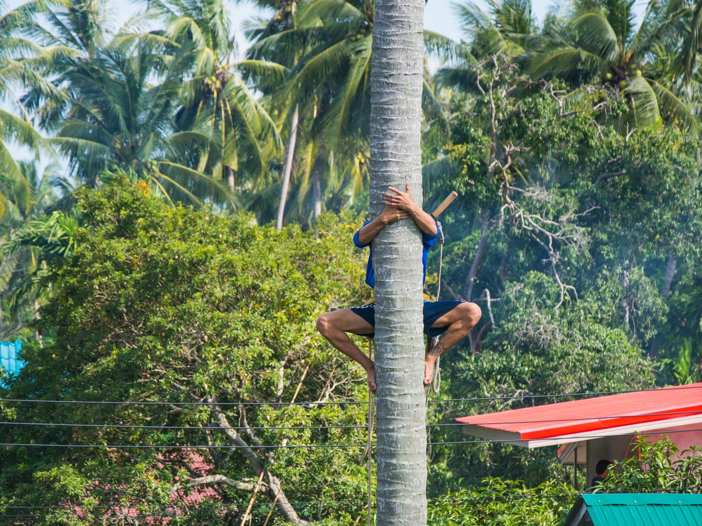 Millions of people in the UK have never climbed a tree, a new poll claims