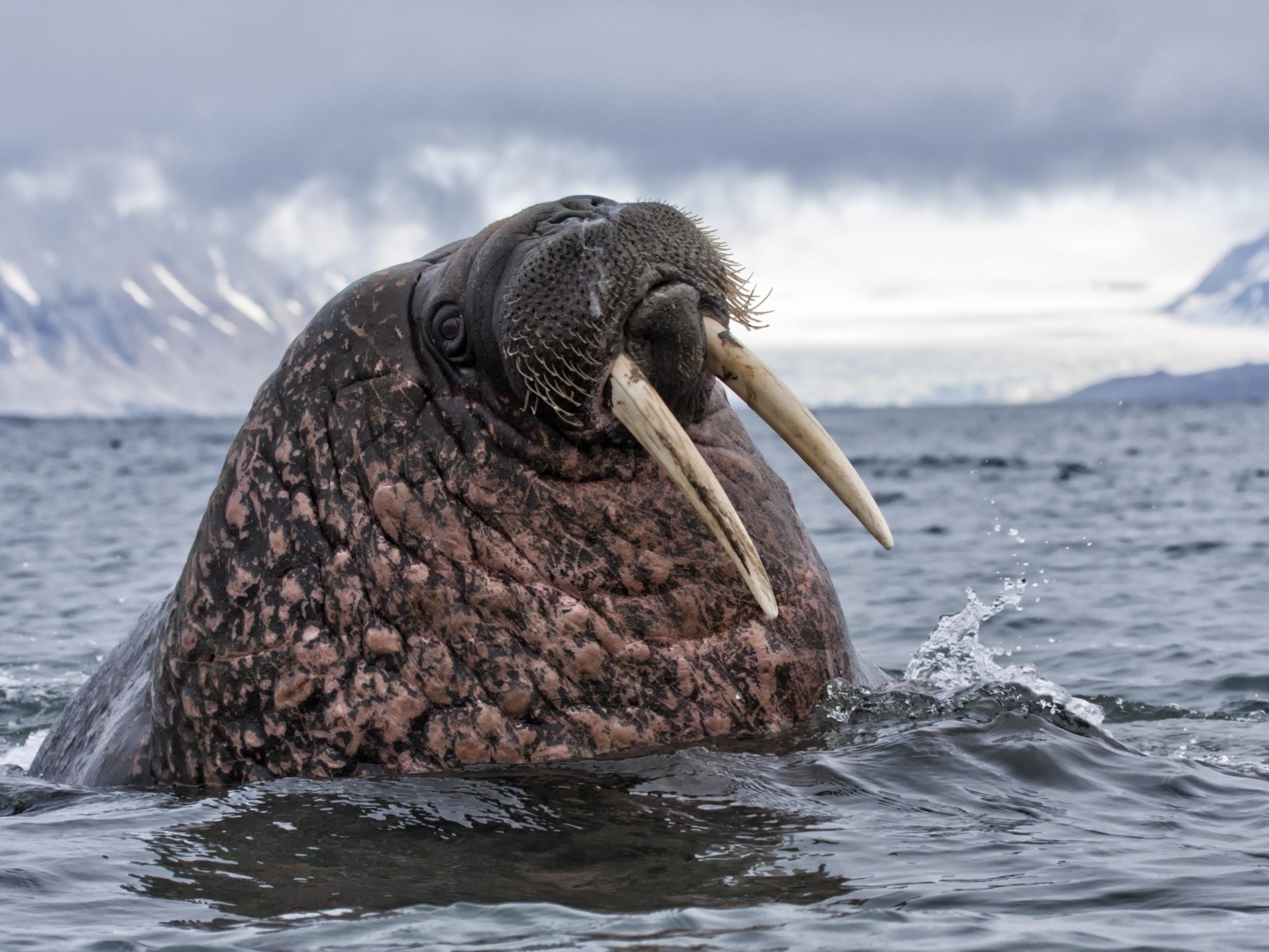 The walrus is thought to have been a female attempting to defend her cubs