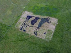 Artists create giant cow out of manure in Somerset countryside