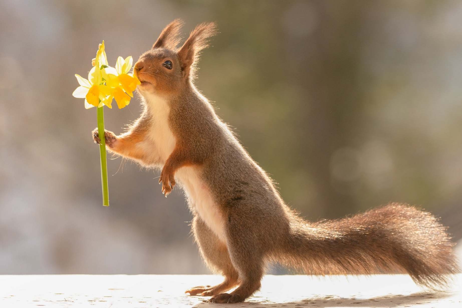 Squirrels spread ‘Black Death’ in Colorado, kill boy in Mongolia 