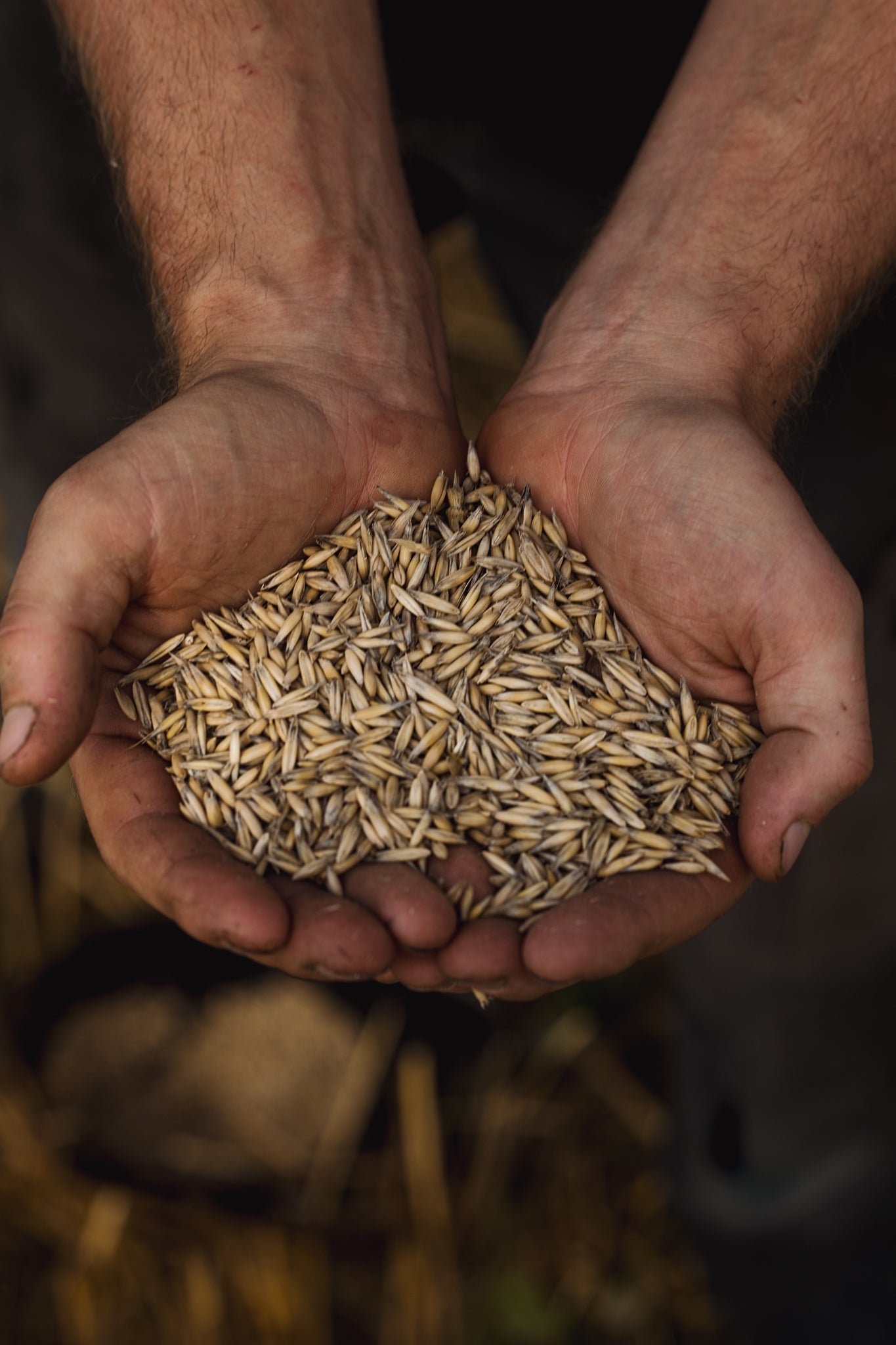 As well as oats for Oatly, Arnesson grows Swedish grey pea, buckwheat, barley, alpine lentils and sunflower seeds for a local bakery