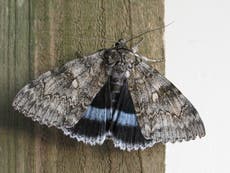 Huge moth that went 'extinct' 50 years ago is back in Britain