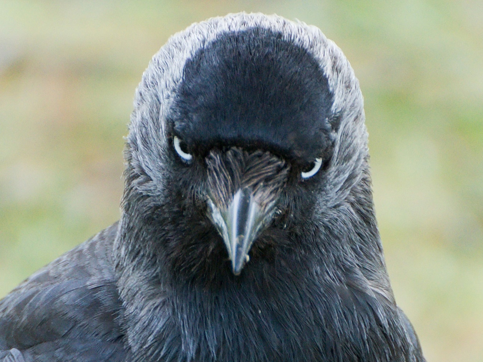 Jackdaws can identify “dangerous” humans from listening to each other’s warning calls, scientists say. 

The highly social birds will also remember that person if they come near their nests again, according to researchers from the University of Exeter. 

In the study, a person unknown to the wild jackdaws approached their nest. At the same time scientists played a recording of a warning call (threatening) or “contact calls” (non-threatening). The next time jackdaws saw this same person, the birds that had previously heard the warning call were defensive and returned to their nests more than twice as quickly on average.