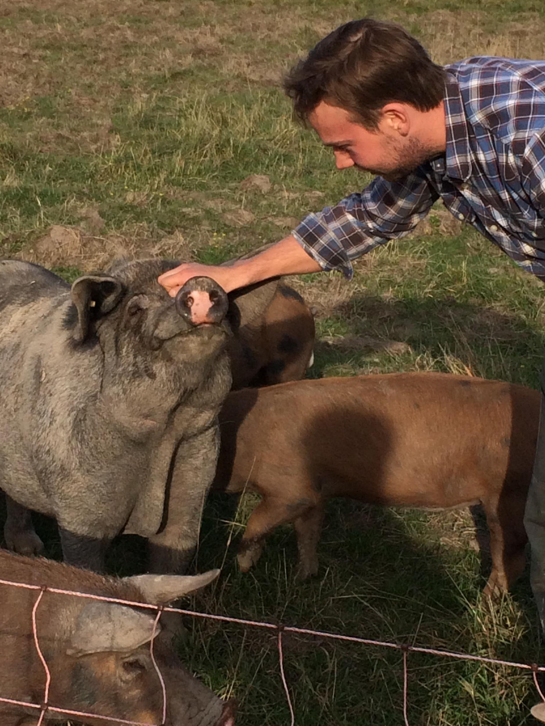 The farm isn’t vegan or vegetarian – animals such as pigs, used to clear grass and fertilise soil, as well as for meat, still have their place