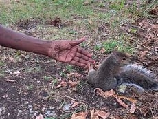 Squirrel 'blocks woman’s path then leads her to injured baby'