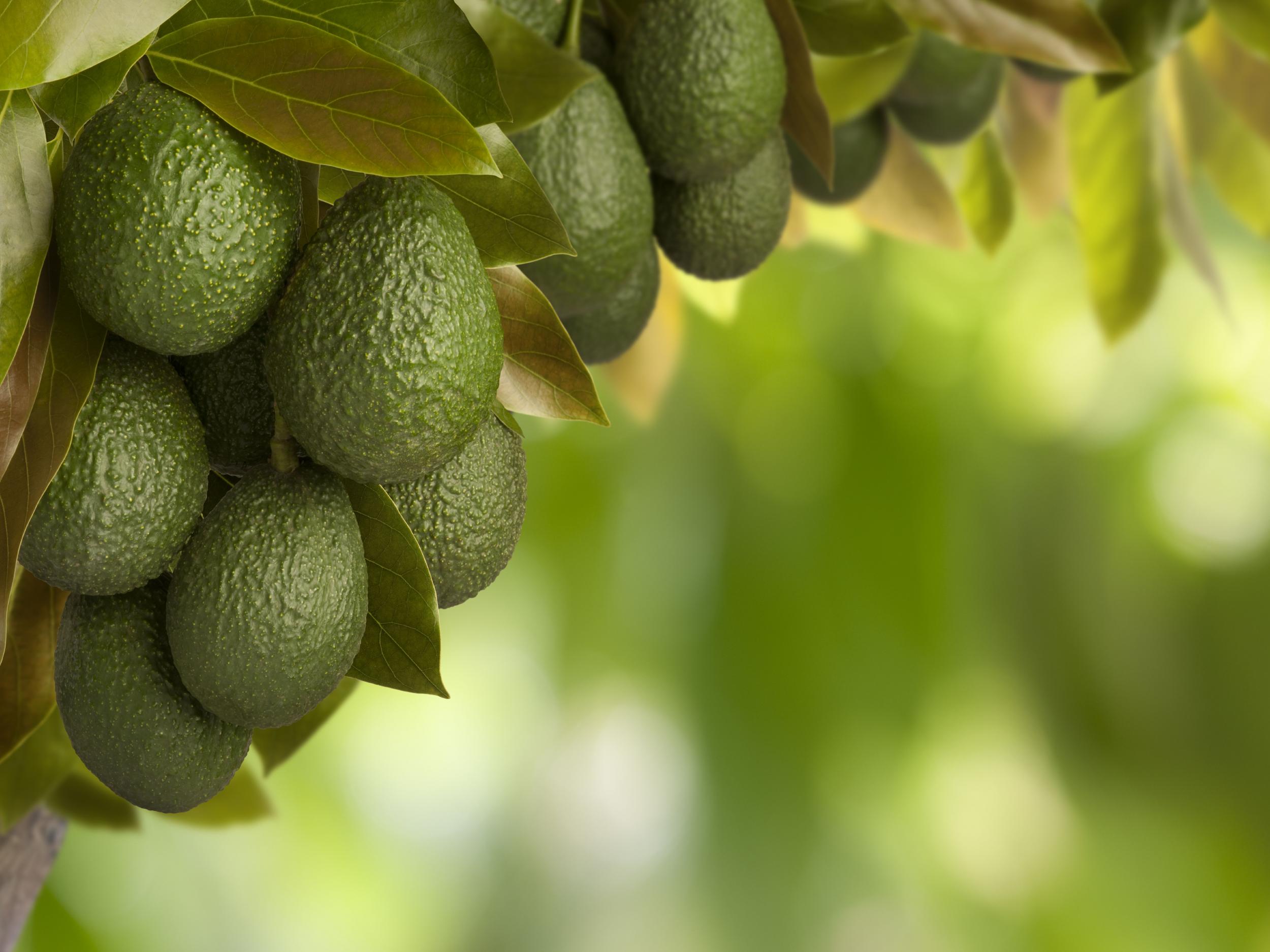 The Mexican avocado trade is linked to deforestation