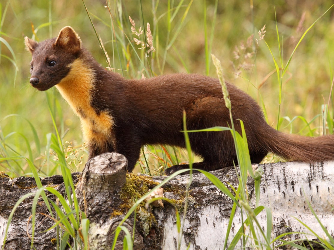 The future is looking bright for pine martens which are being brought back to their former strongholds in the UK where it is hoped they will reduce numbers of grey squirrels and protect ancient woodlands