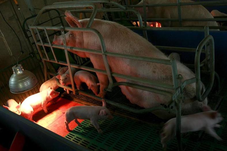 Inside the crates, mother pigs are prevented from turning round to nuzzle their piglets