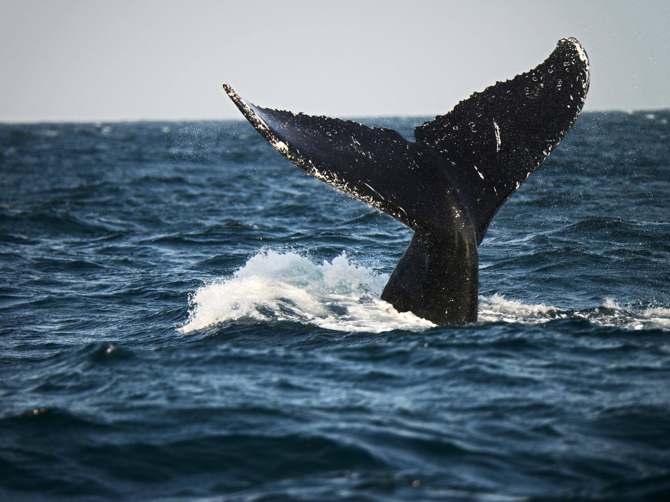 Whale ‘parties’ have become a regular occurrence near Raoul Island (AFP)