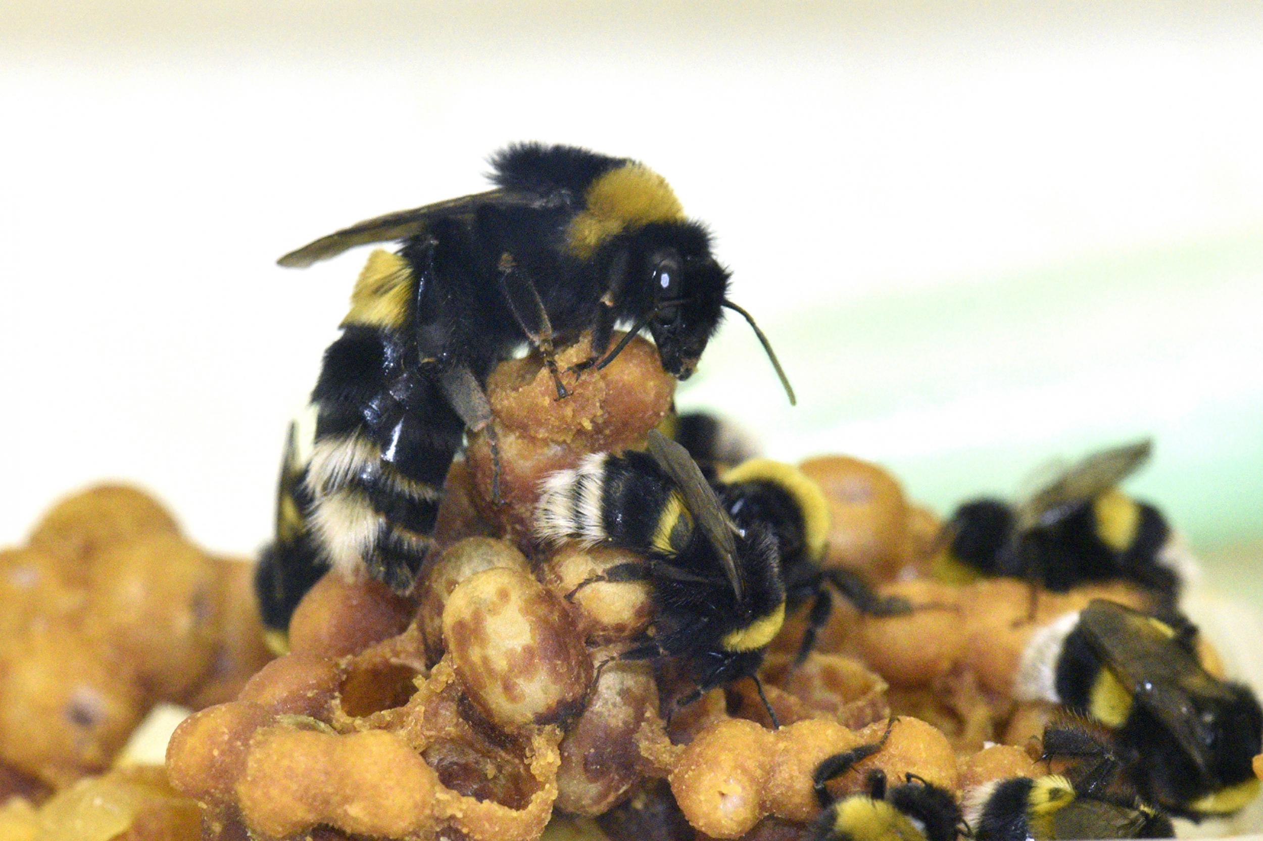 Worker bees are sterile females who make up the largest percentage of bees in a hive. This image shows bumblebee queen and workers caring for brood