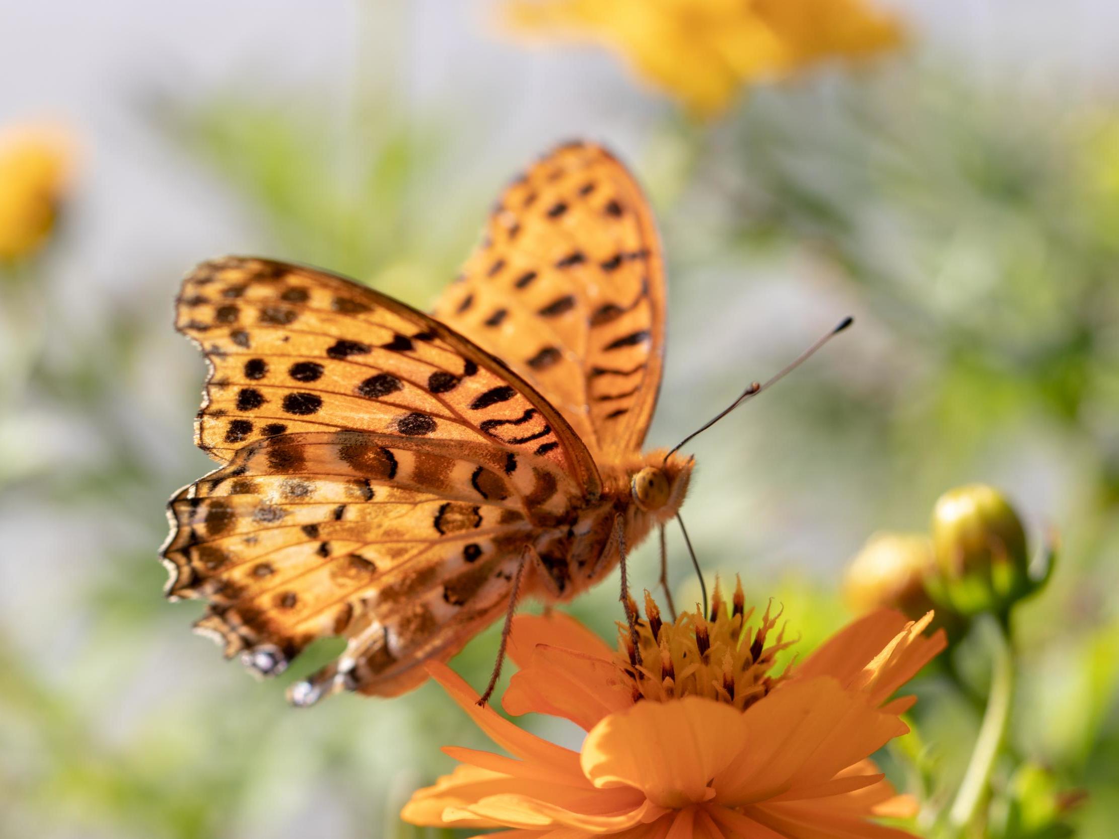 Butterflies and moths have been particularly hard hit. Pictured is the high brown fritillary which has declined by more than 75 per cent since 1970