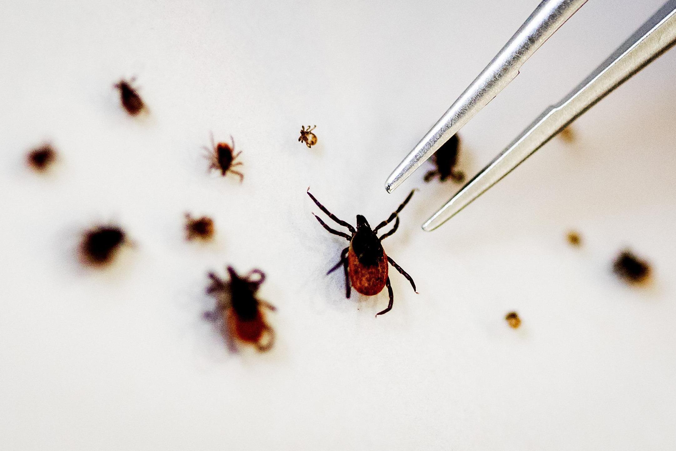 Lice are itchier than ticks, which can cause a number of nasty and exotic diseases (AFP/Getty)