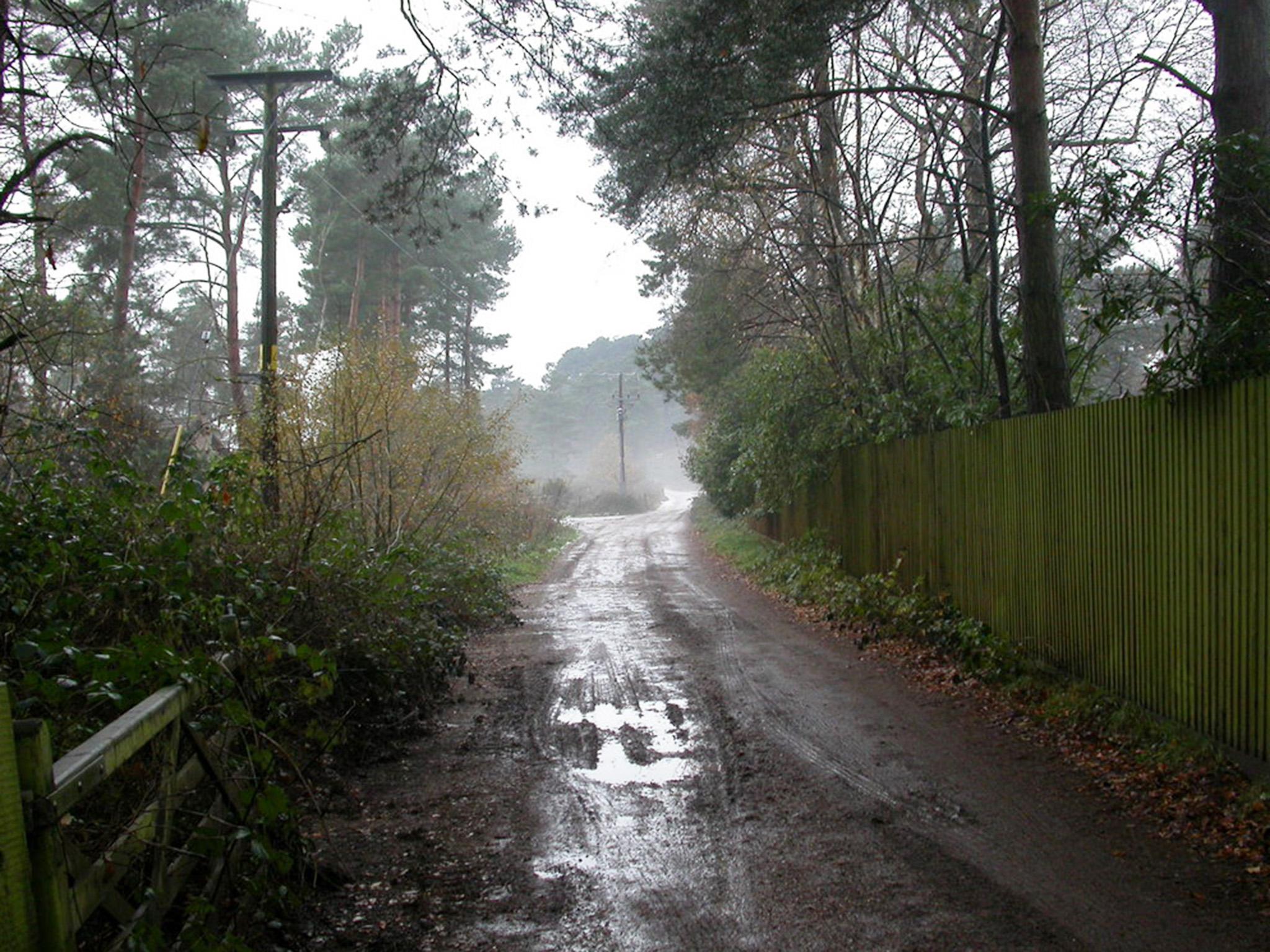 ‘As we swept through the New Forest I looked out and saw the woods and heathland that I had so often played in as a child’