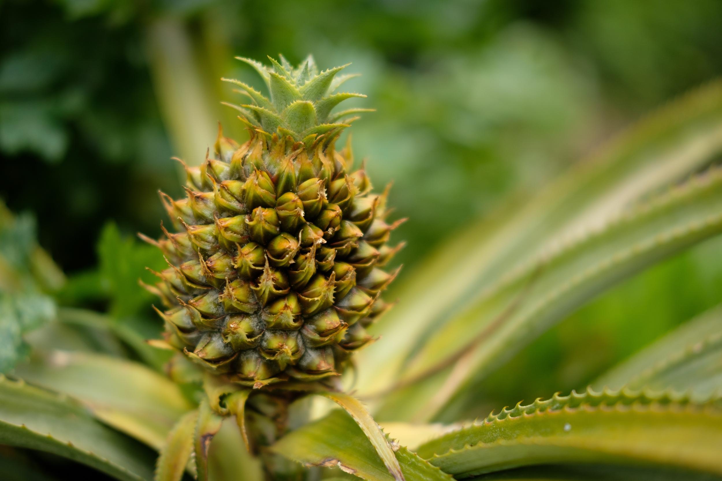 Etsy shops are selling pineapple merchandise to IVF patients (Getty)