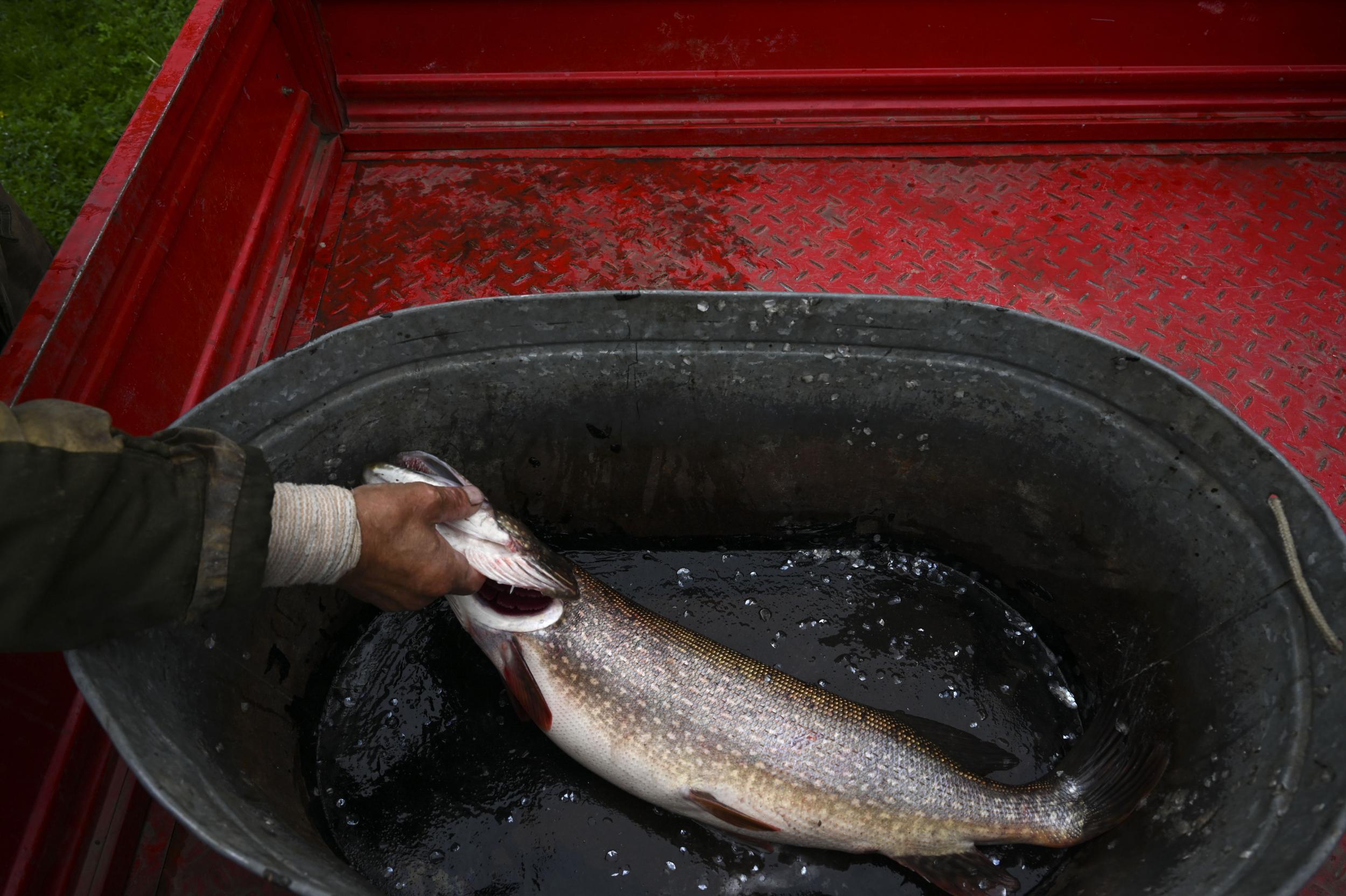 Innokenty Dyachkov pulls a pike out of a tub in Nelemnoye. Fishing is the lifeblood of the village
