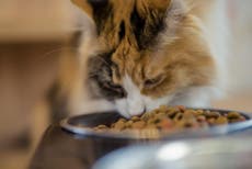 How some of nation's favourite dry pet food is really made