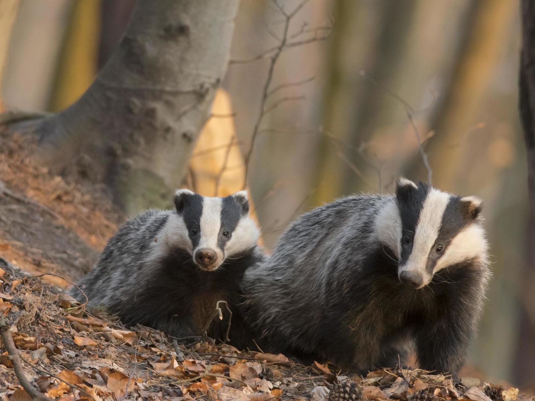 The disease is a huge burden to farmers and costs the UK taxpayer £100m a year in compensation pay out