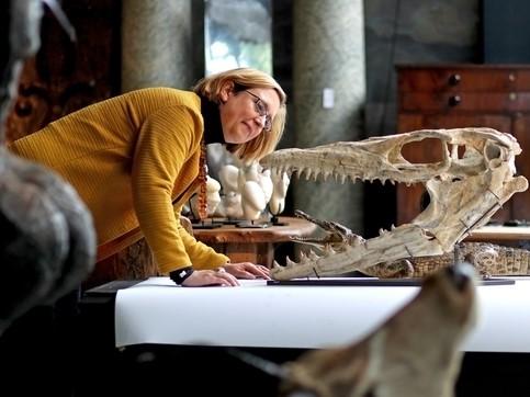 Silke Lohmann, of Summers Place Auctions in Billingshurst views a Mosasaurus head