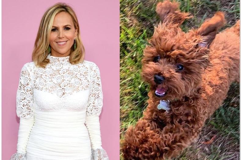 Tory Burch offers cash reward for return of missing dog Chicken