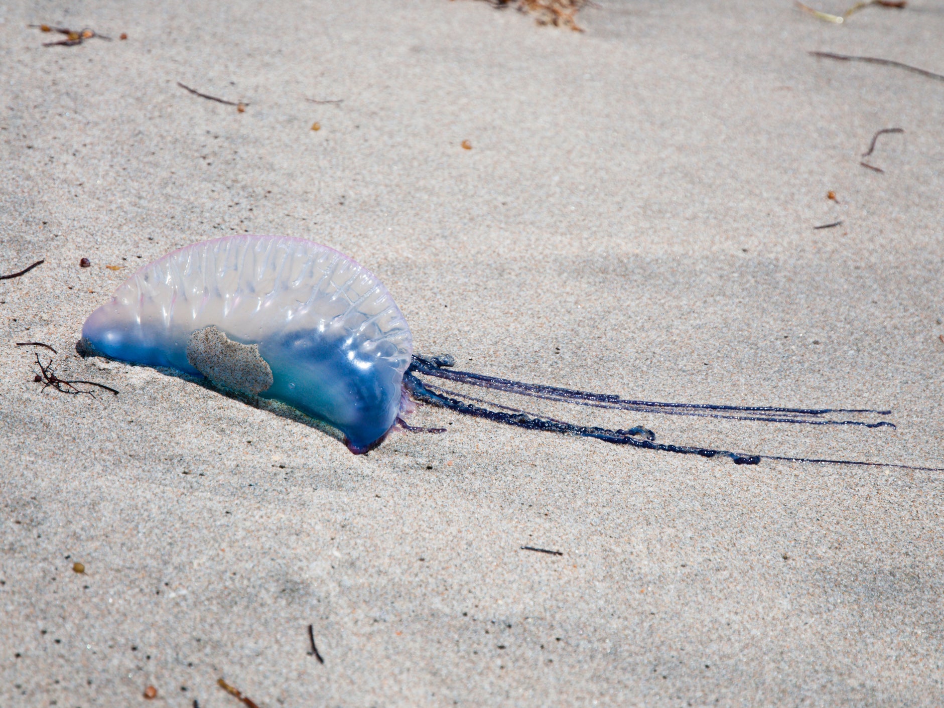 Looking like they would blend in among the neon lights of the clubs in Newquay, numerous Portuguese man-of-war have been washing up on Cornish beaches