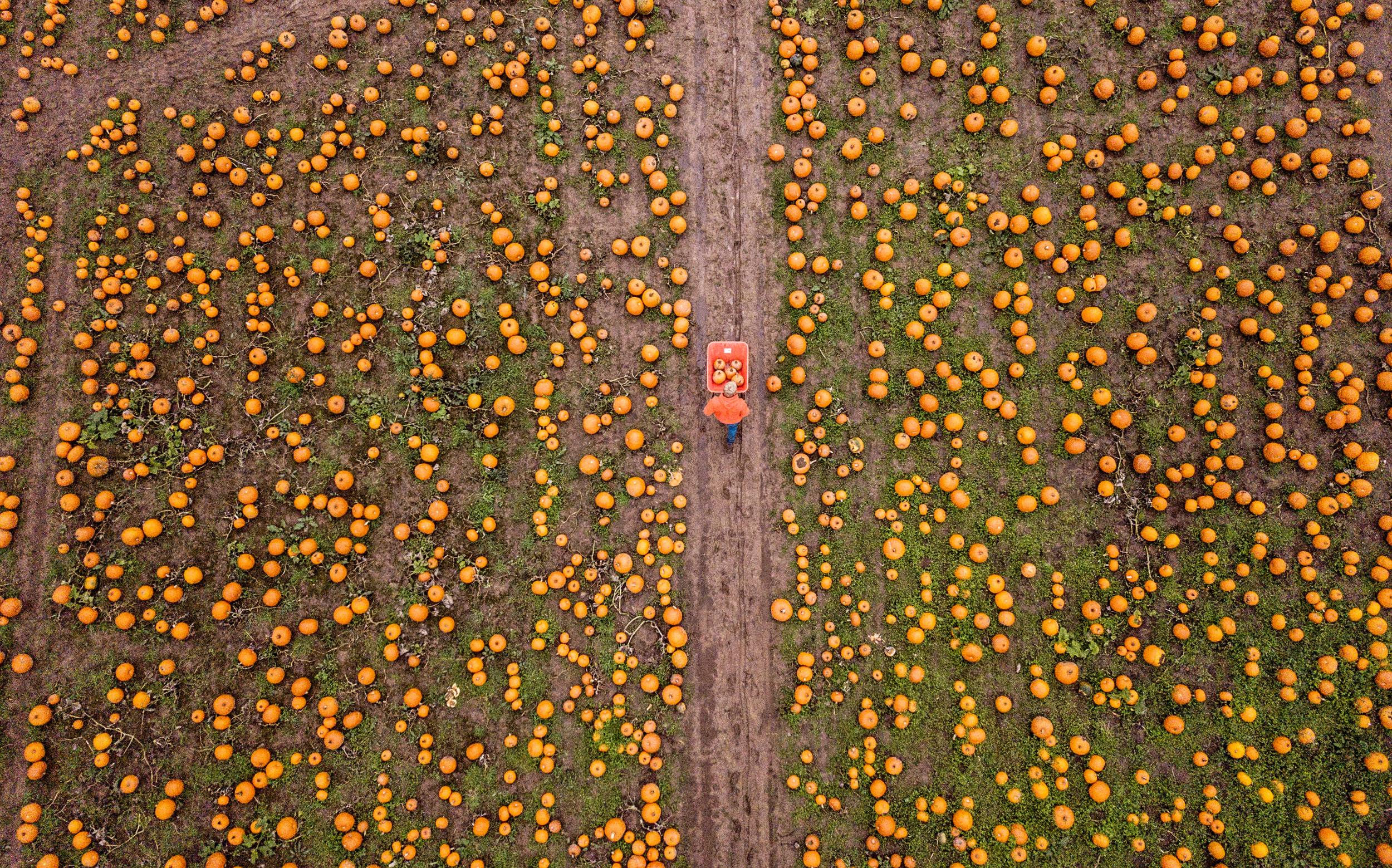 A drone image of one of the largest pumpkin farm in the UK