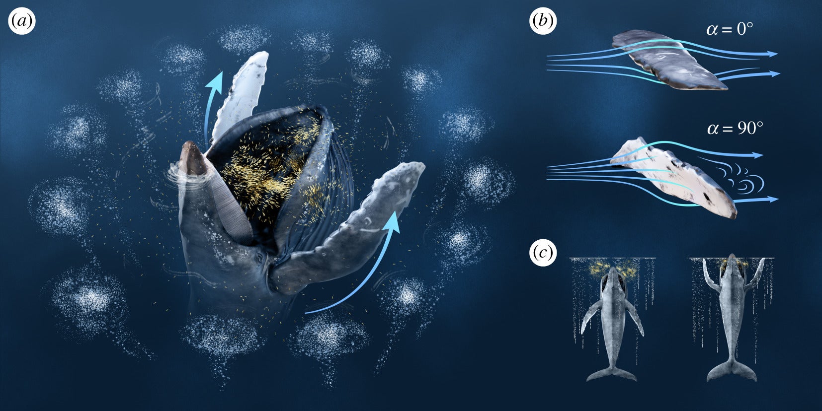 New research also shows humpback whales use flippers to trap their prey by swatting the water (Kyle Kosma/ 2019 Royal Society Kosma et al )