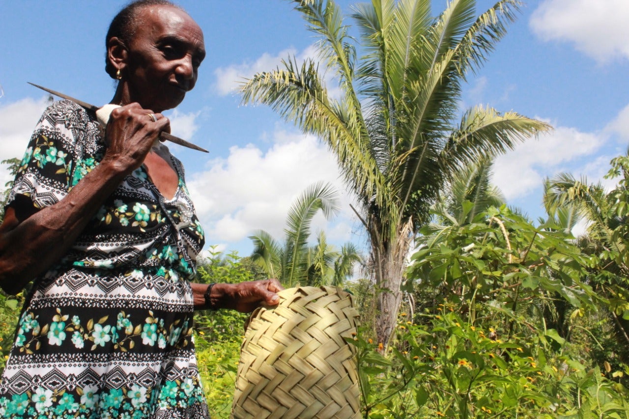 A coconut breaker harvests fruit in the forest