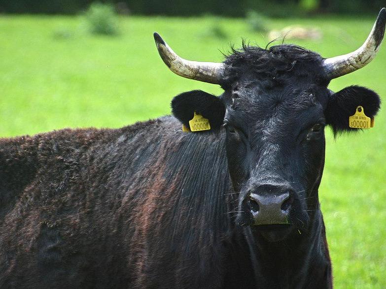 Hundreds of cows will have their horns removed following attacks