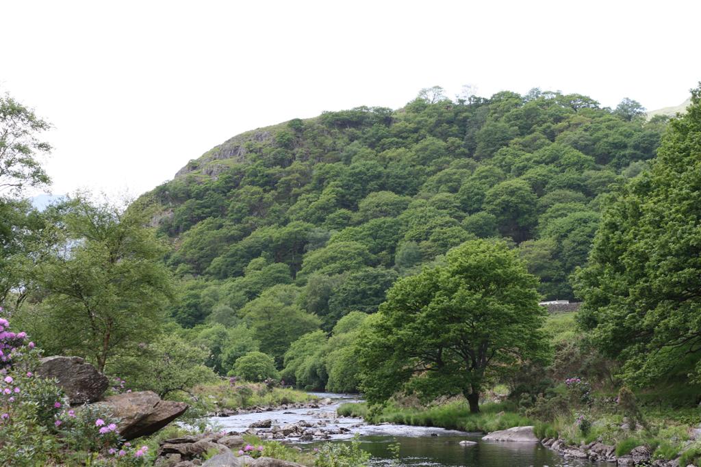 Dinas Emrys is the legendary home of the Welsh dragon