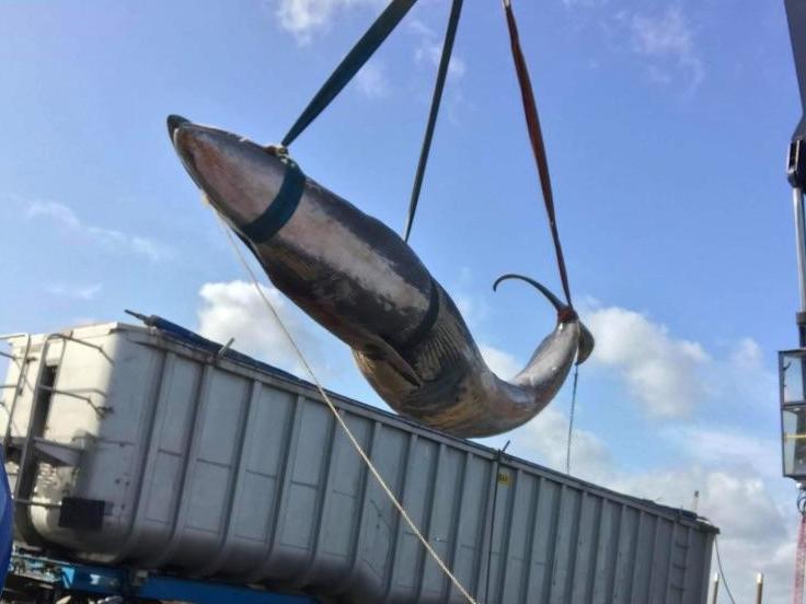 Scientists are carrying out a post-mortem to find out why the whale died, although the two incidents are not believed to be linked