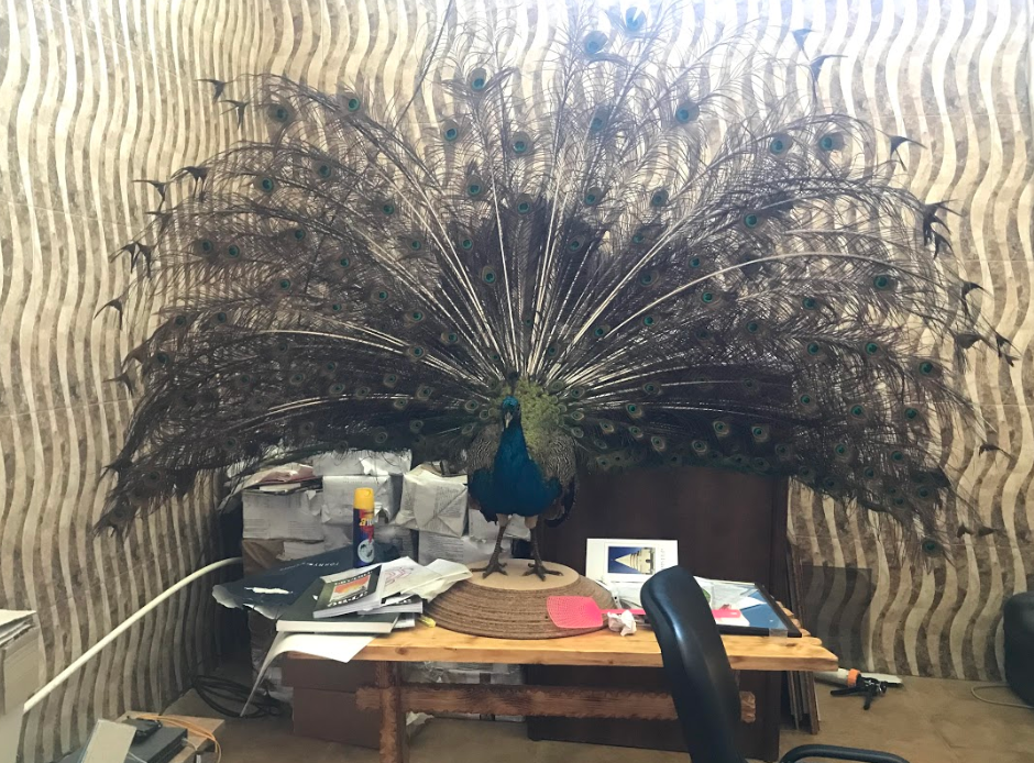 A stuffed peacock at the entrance to the temple. The bird is the Yazidi archangel