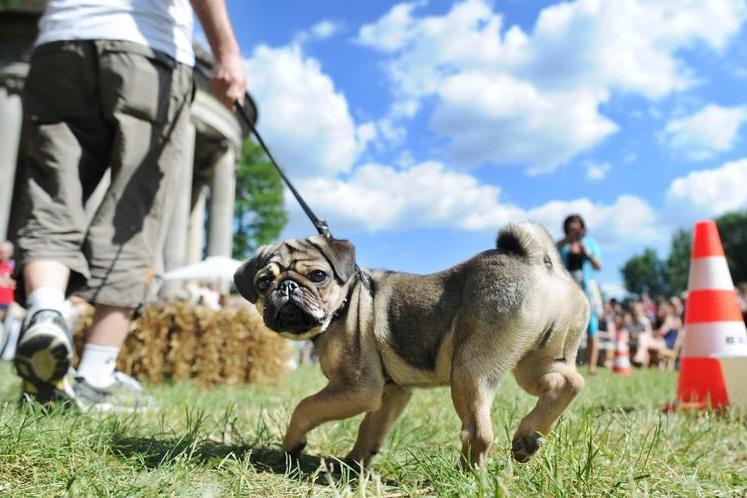 The winners are as much the pets who display their particularly pug-like attributes