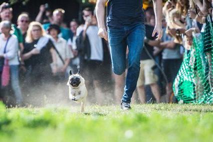 Some pugs take the racing aspect more seriously than others