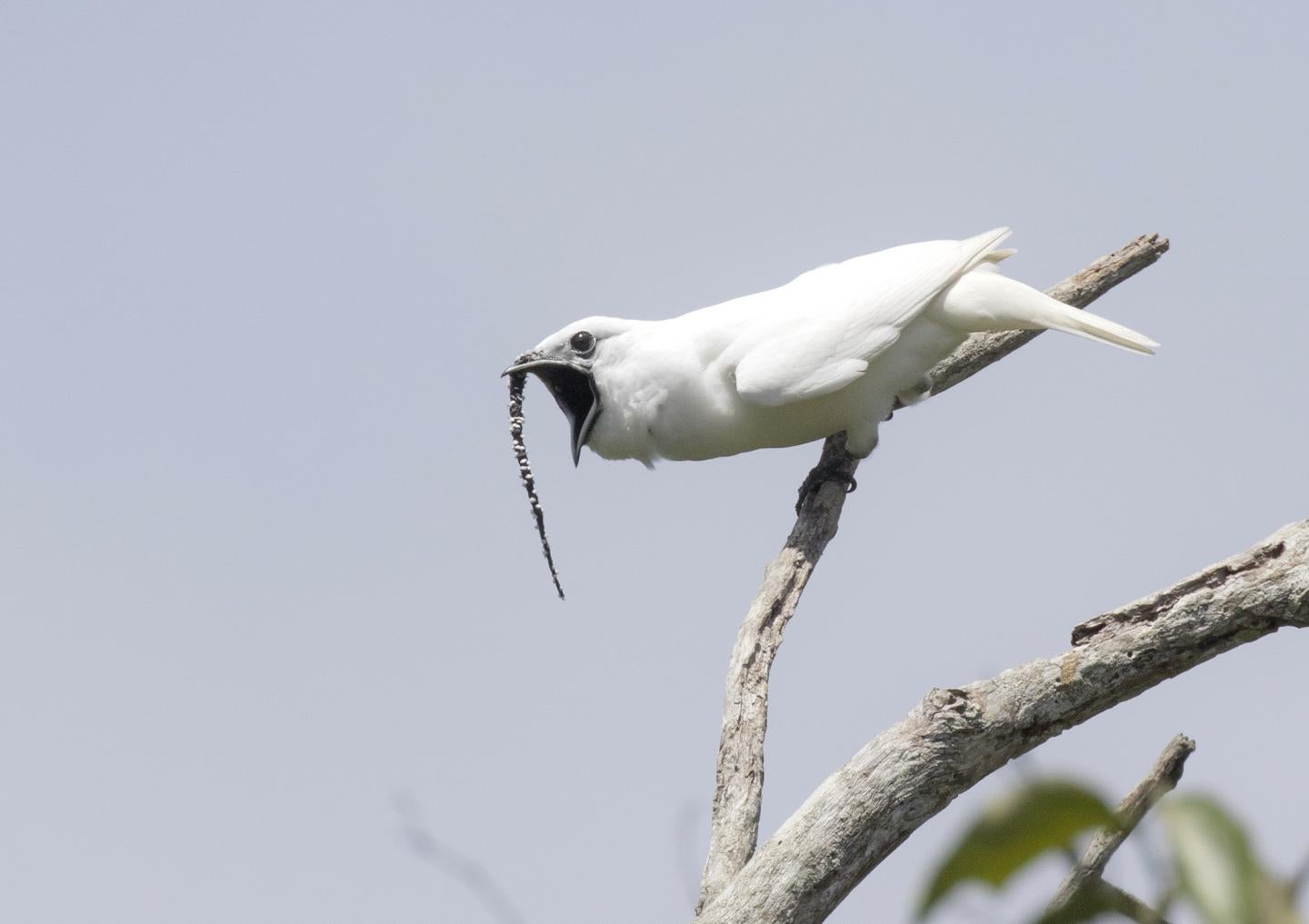 These birds go up to 11