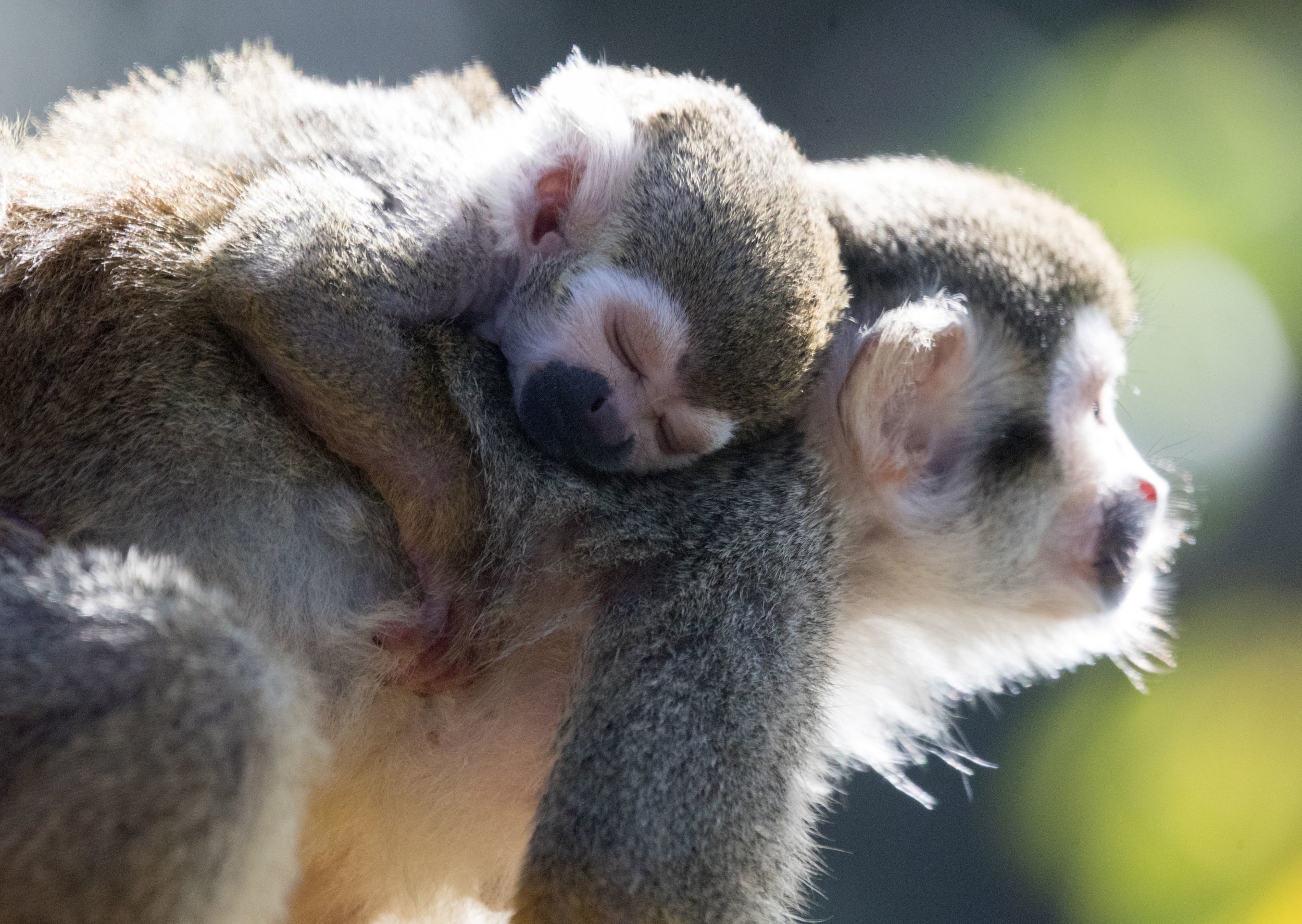 Squirrel monkeys are also being kept as pets in sub-par conditions