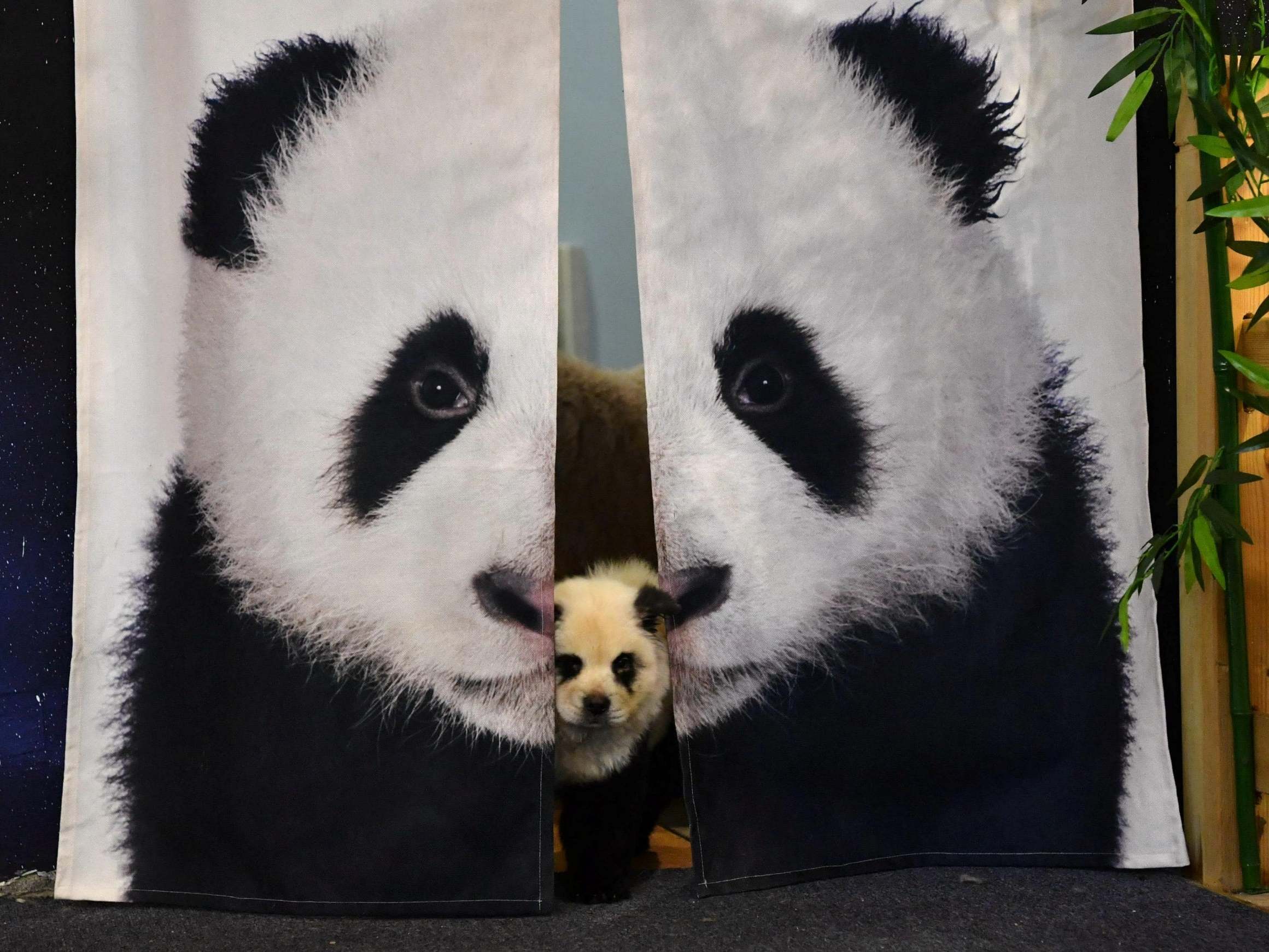 A chow chow dog dyed in the likeness of a giant panda is seen between door curtains at the cafe in Chengdu, Sichuan province