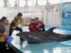 Expedia profiting from suffering of 500 dolphins forced to entertain holidaymakers, report says