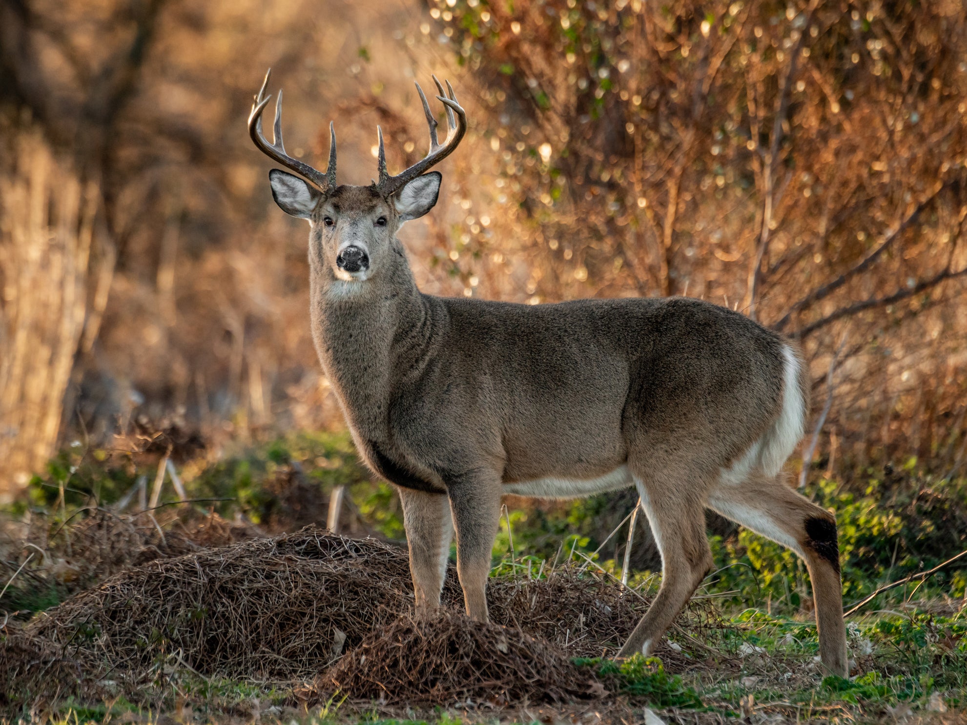 A male white-tailed deer