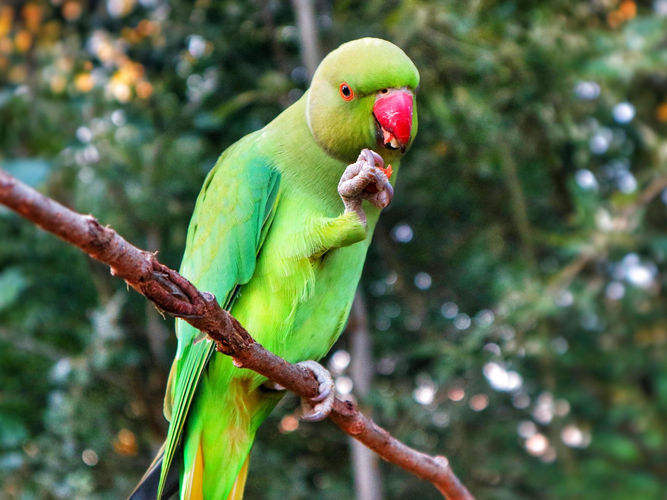 A wild parakeet in Kensington Gardens, London