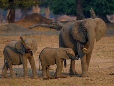 Outrage as 30 wild baby elephants ‘sold by Zimbabwe to China’