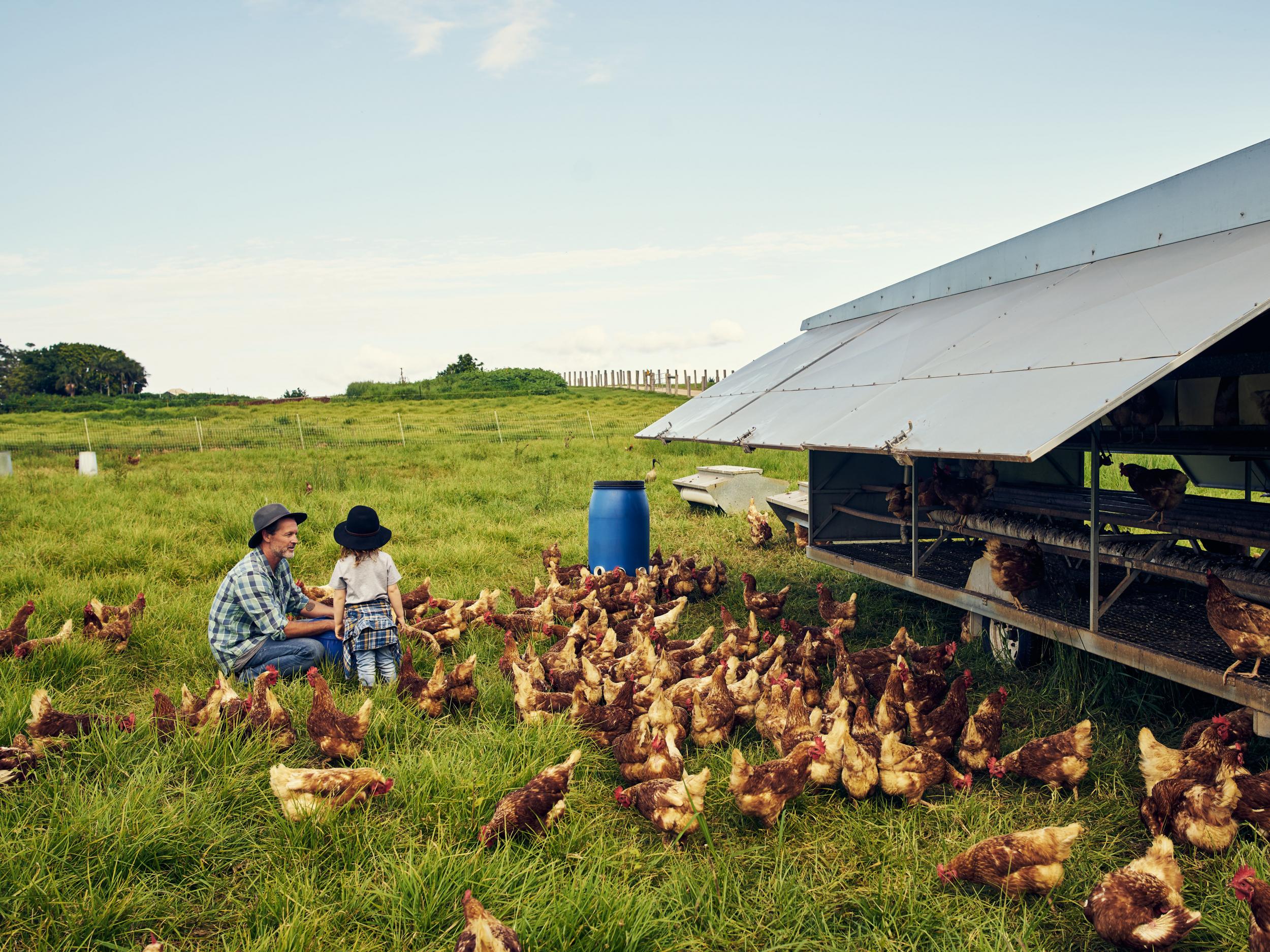 Raising chickens organically is actually less environmentally friendly than conventional methods