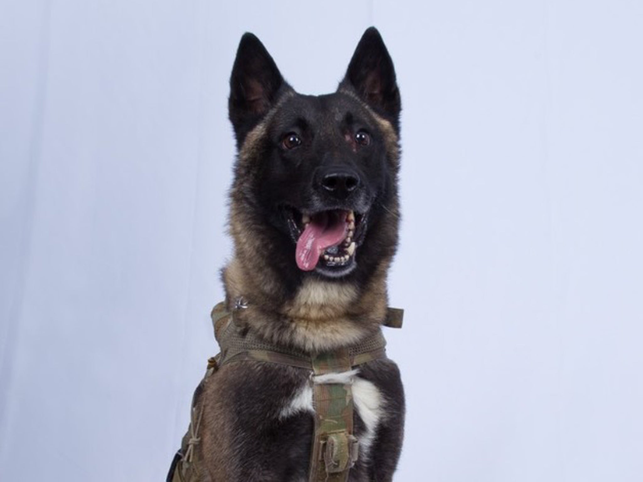 Blood and discharges were seeping from wound in Luna’s leg