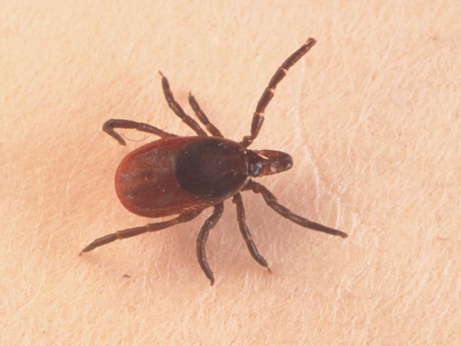 It is thought infected ticks arrived in the UK through migratory birds