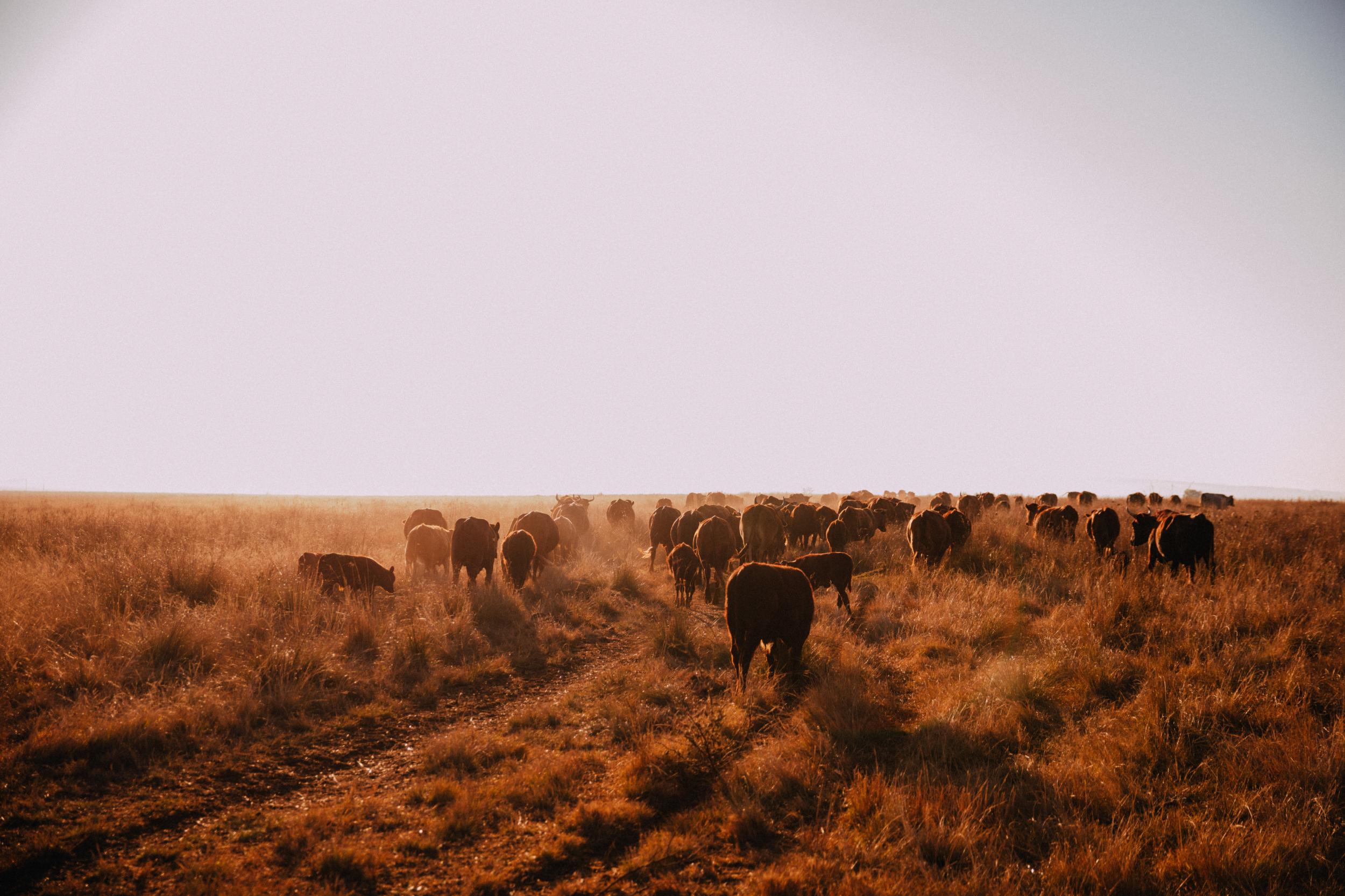 Without significant irrigation, large swathes of the south and east of the country could only be suitable for grazing animals