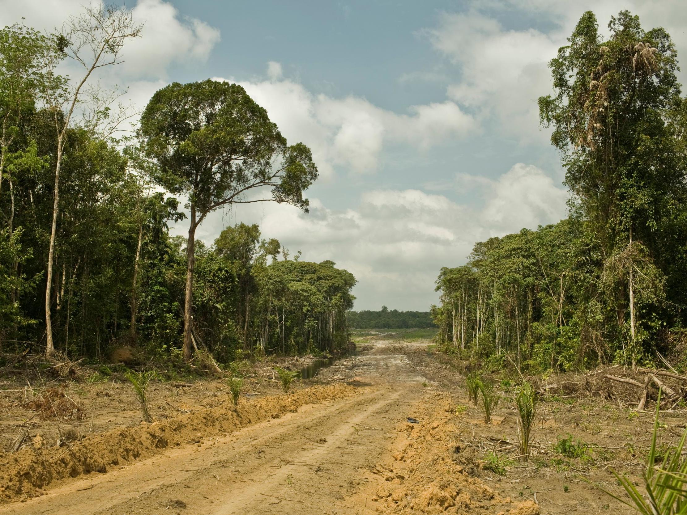 Scientists looked at the 549 million hectares of tropical intact forests in the world. Pictured is a road for oil palm plantations in West Kalimantan, Indonesia