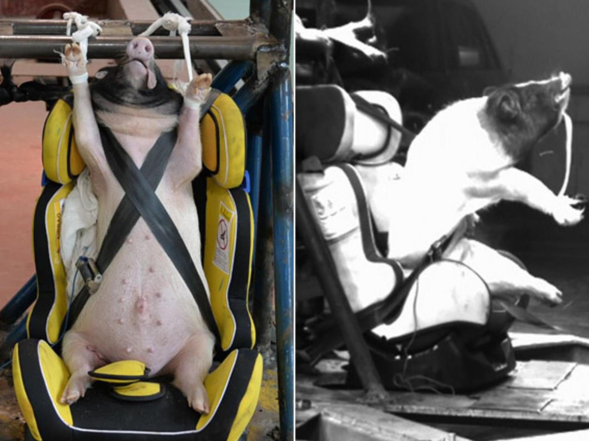 The animals were strapped in and restrained before being slammed into a wall at 30mph