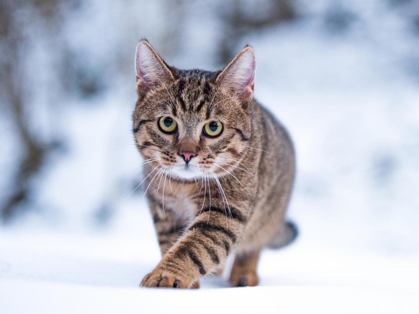 The cat allegedly scratched a police sergeant during a house call in October 2018