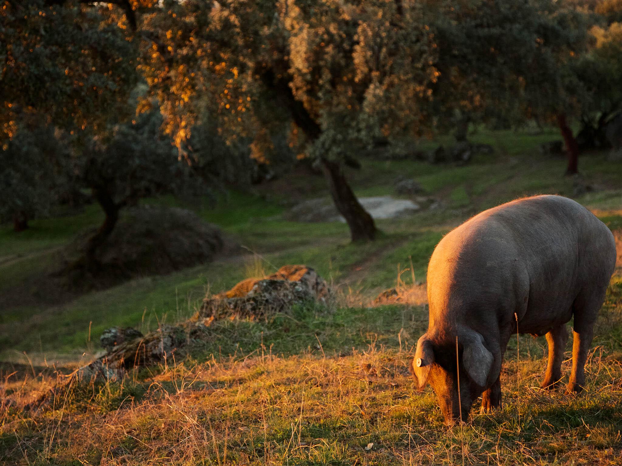 Herds of Iberico pigs roam the hills here, looking for acorns