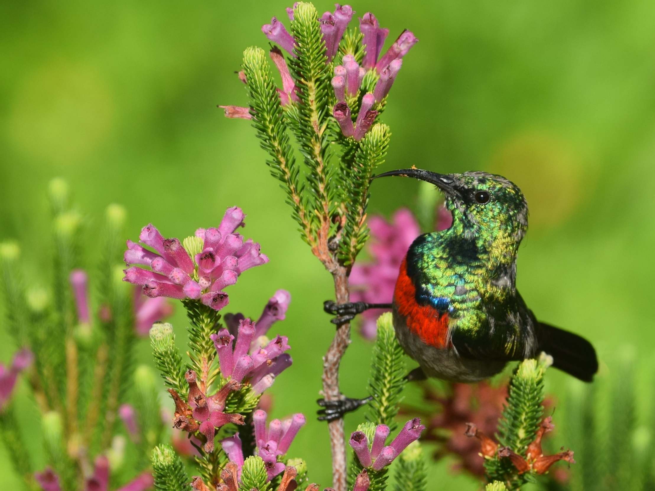 A southern double-collared Sunbird in Cape Town