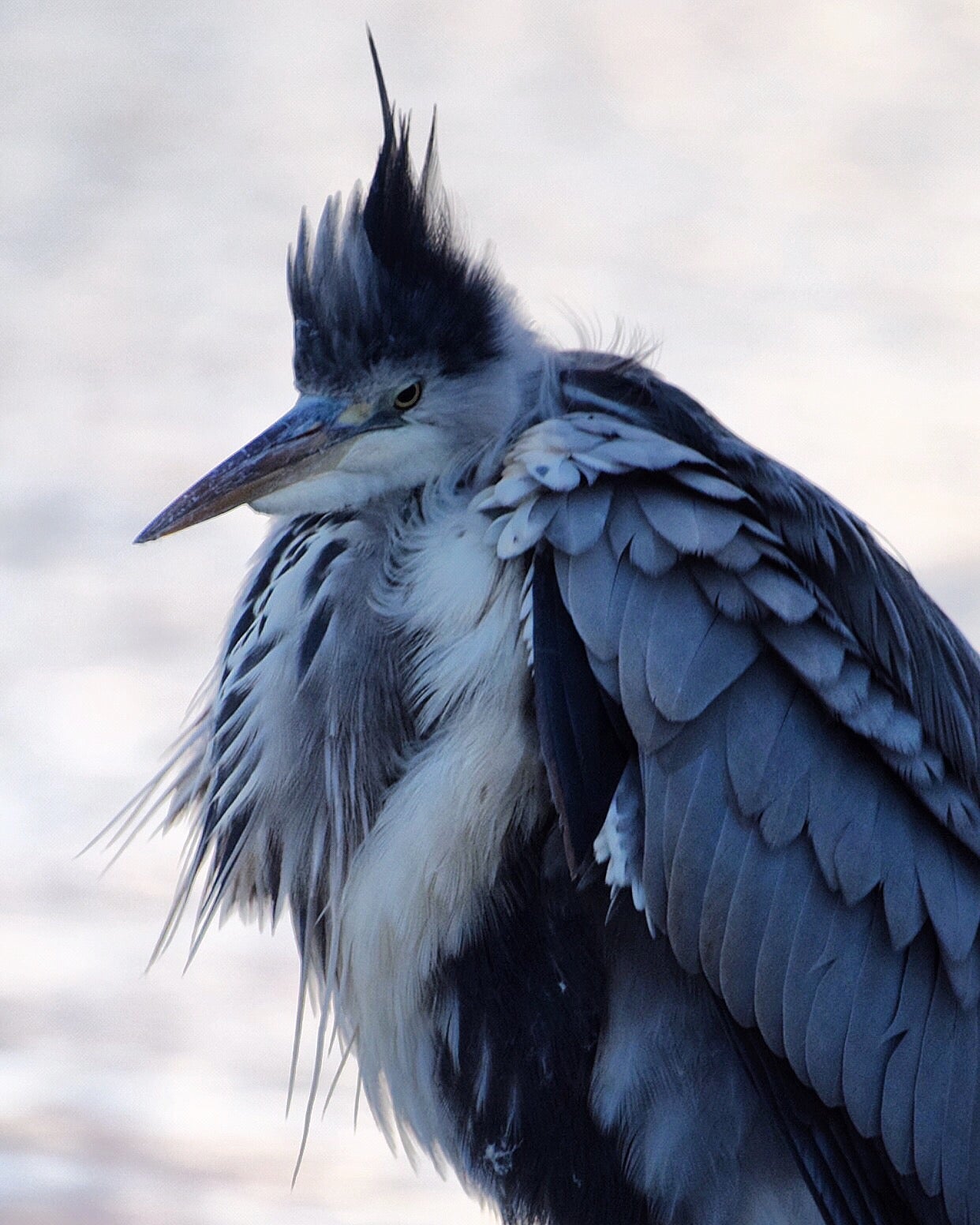 Grey Heron, Richmond Park